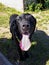 Happy black Labrador dog portrait with tongue sticking out and closed eyes on a sunny day. Shiny coat in the sun