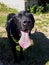 Happy black Labrador dog portrait with tongue sticking out and closed eyes on a sunny day. Shiny coat in the sun