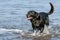 Happy black Labrador dog splashing about in the sea with tail wagging.