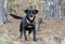 Happy black Labrador Feist mixed breed dog with orange collar