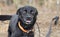 Happy black Labrador Feist mixed breed dog with orange collar