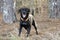Happy black Labrador Feist mixed breed dog with orange collar