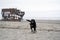 Happy black labrador retreiver runs on the beach, next to the shipwreck - wreck of the Peter Iredale