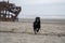 Happy black labrador retreiver runs on the beach, next to the shipwreck - wreck of the Peter Iredale