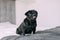 Happy black pug sitting on hotel bed