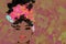 Happy black queen art painting. Black afro hair