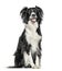 Happy black and white Crossbreed dog panting