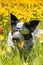 Happy black and white dog lying on a flowery meadow in spring sunshine