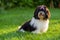 Happy black and white havanese puppy dog is sitting in the grass