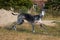 Happy black and white Sighthound