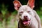 Happy blinking Blue Pit Bull with Perky Ears