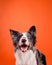 Happy Blue Merle Border Collie Dog on Orange Background