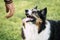 Happy border collie beautiful dog looking at his owner waiting to play and learn obedience lated things - green defocused meadow