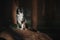 Happy Border Collie Dog Enjoying Nature Walk amidst Lush Greenery and Trees