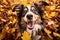 Happy border collie dog playing in pile of yellow autumn leaves Generative ai