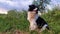 Happy border collie dog seated on the grass in the middle of the nature looking around enjoying the silence of a sunny day