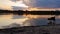 Happy border collie drinking water from a pond over sunset background with reflection on the lake surface. Curious pup pet walkin