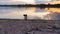 Happy border collie drinking water from a pond over sunset background with reflection on the lake surface. Curious pup pet walkin