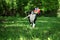 Happy border collie playing with pinwheel