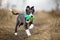 Happy border collie puppy carries waste bags in her mouth, running outdoors