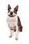 Happy Boston Terrier Dog