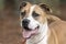 Happy Boxer American Bulldog mix breed dog panting tongue and wagging tail