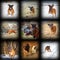 Happy boxer breed images collection