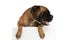 Happy boxer dog with collar looking to side and panting