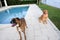 happy boxer dog and golden retriever in the back yard