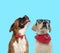 Happy Boxer wearing bowtie and cool Labrador Retriever