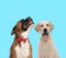 Happy Boxer wearing bowtie and playful Labrador Retriever panting