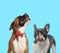 Happy Boxer wearing bowtie and suspicious French bulldog