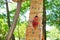 Happy boy rock climb on the wooden wall at park