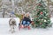 Happy boys sledding near christmas tree and dog in winter day outdoor