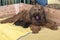 Happy Briard female with her puppies in her bed