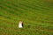 Happy bride and groom on green plant