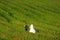 Happy bride and groom on green plant