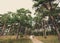 Happy bride and groom in the pine trees forest. their wedding day