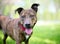 A happy brindle mixed breed dog with floppy ears