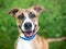 A happy brindle mixed breed dog with floppy ears