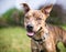 A happy brindle mixed breed dog with large floppy ears