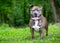 A happy brindle Pit Bull Terrier mixed breed dog with heterochromia in its eyes