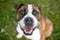 A happy brindle and white Bulldog mixed breed dog