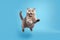 Happy British Shorthair Cat In Jumping, In Flight On Blue Background. Generative AI