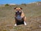 happy brown american stafford bull terrier dog with white spots and white paws