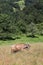 Happy brown cow grazes in the meadow