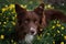 Happy brown dog border collie portrait