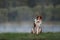 Happy brown dog border collie portrait