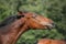 Happy brown foal portrait