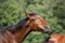 Happy brown foal portrait